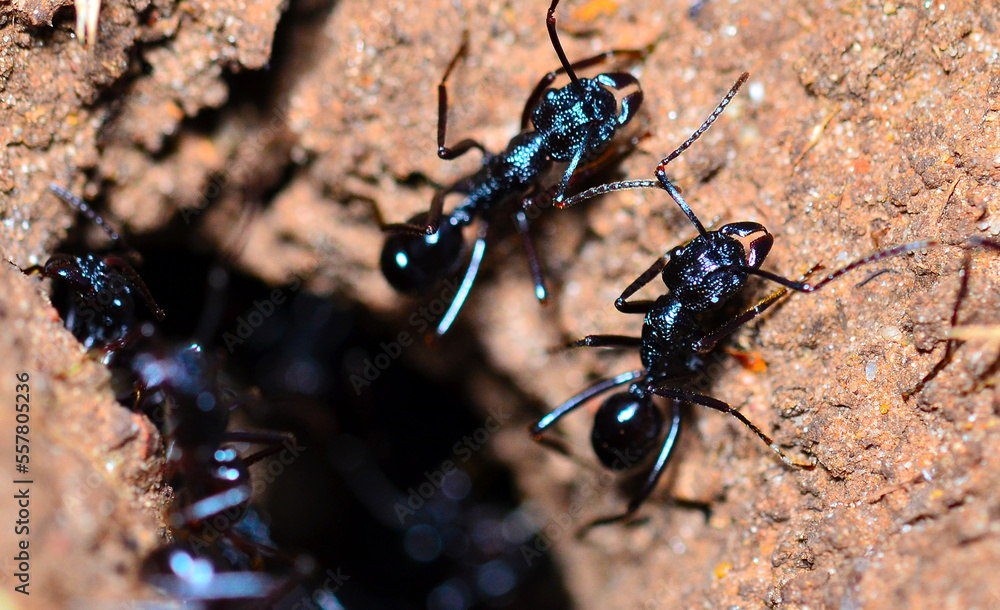 black ant on the ground