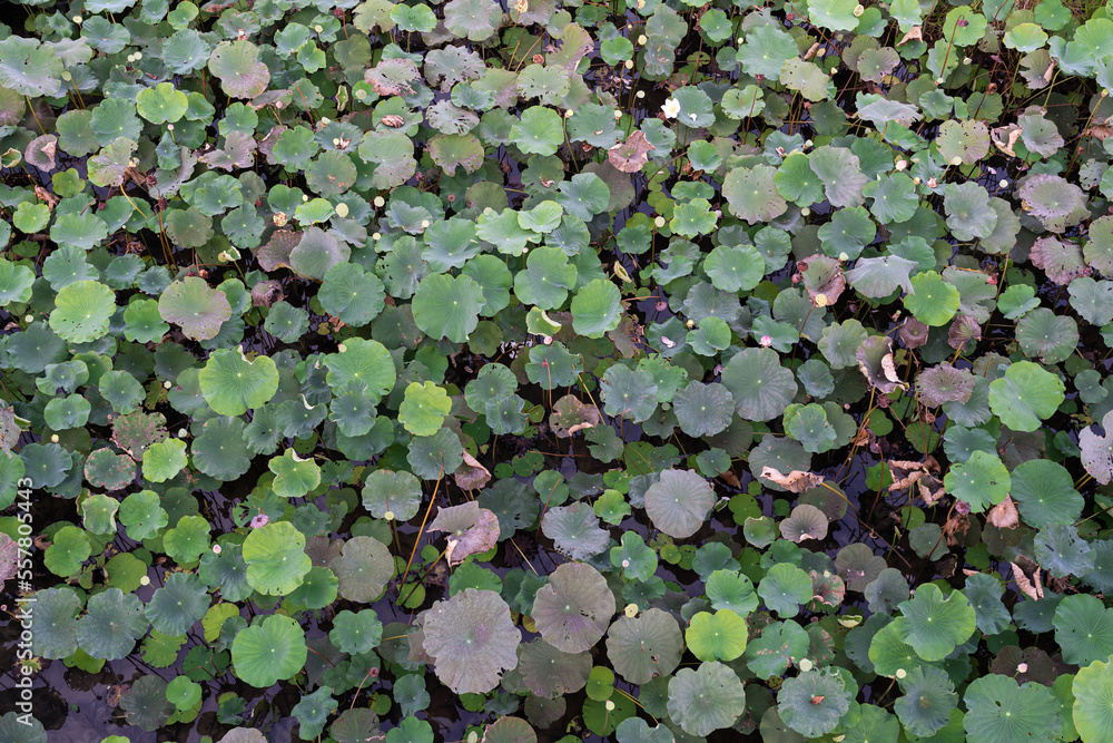 lotus leaves. Lots of lotus leaves and lotus flowers in the water lotus leaves. Lots of lotus leaves and lotus flowers in the water
