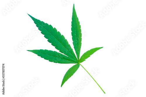 isolated green marijuana leaf on white background. Soft and selective focus.