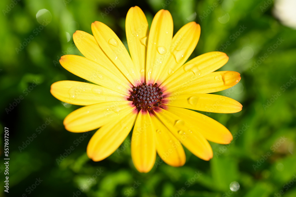 beautiful yellow gerbera flower in the garden beautiful yellow gerbera flower in the garden