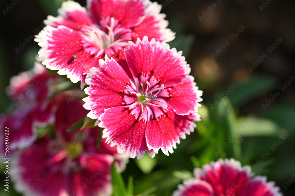 Obraz premium beautiful pink flower in the garden, natural background