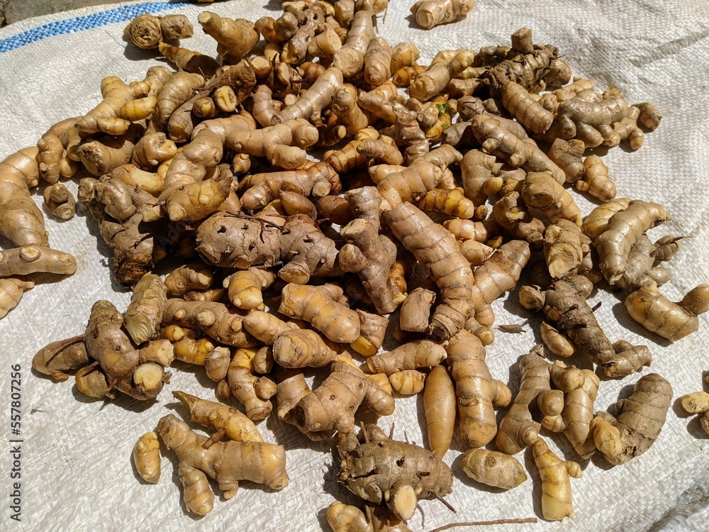 Fototapeta premium photo of fresh turmeric that has just been harvested and cleaned