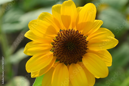 beautiful sunflower in the garden  closeup flower