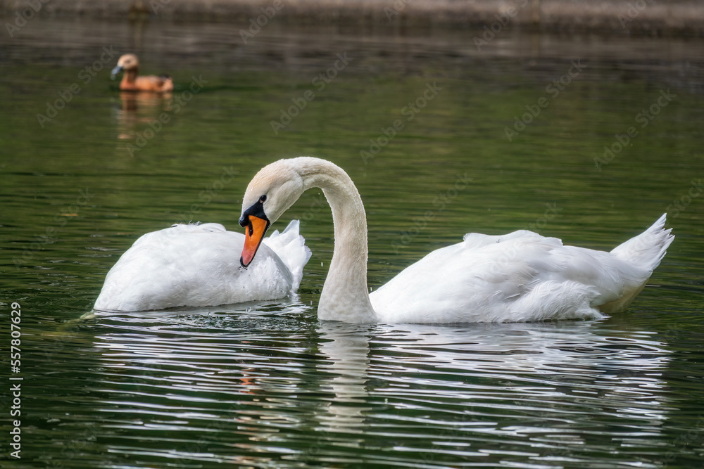 Fototapeta premium Two graceful white swans swim in the dark water.