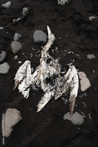 Dead Bird Body, Frozen Animal Corpse on Black Volcanic Sand Beach. Beautiful Tragedy, Brutality Wildlife Frame. The Concept of the Global Extinction of Animals. Iceland, Vatnajokull