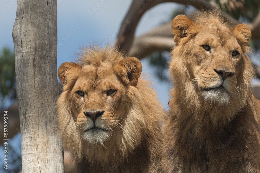 Fototapeta premium Male lions (Panthera Leo).