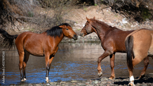 Bay stallion and mare wild horses at the Salt River near Mesa Arizona United States