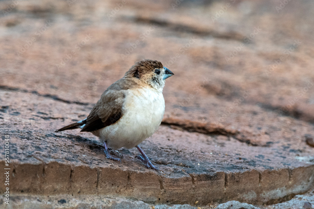 Indian silverbill or white-throated munia observed in Hampi Indian silverbill or white-throated munia observed in Hampi
