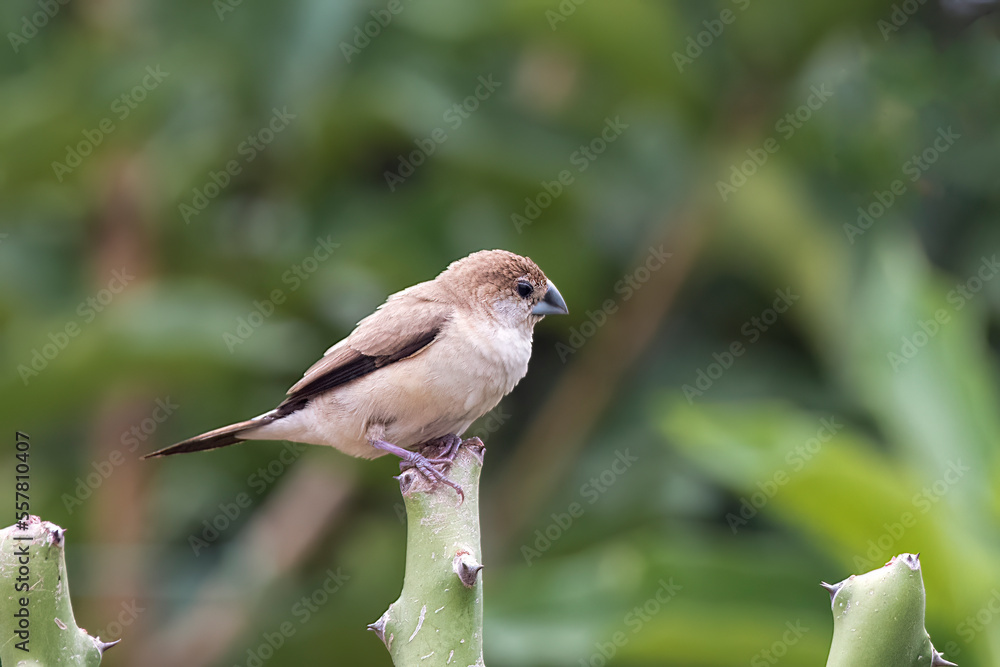 Indian silverbill or white-throated munia observed in Hampi Indian silverbill or white-throated munia observed in Hampi