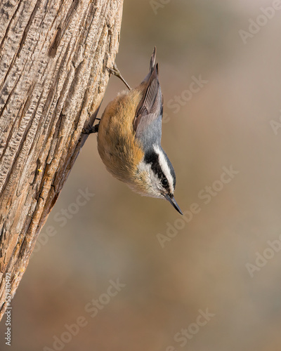 A Red-breasted Nuthatch perches upside down.