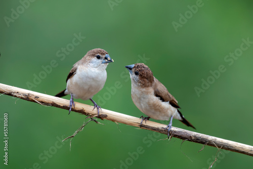 Indian silverbill or white-throated munia observed in Hampi