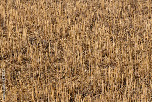 Wheat stubble field or crop residue on agricultural farming field.