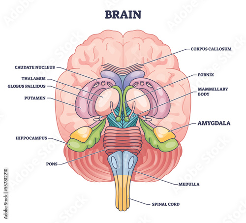 Amygdala brain part location with medical human head anatomy outline diagram. Labeled educational scheme with body physiology for memory, decision making and emotional response vector illustration. photo