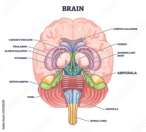 Amygdala brain part location with medical human head anatomy outline diagram. Labeled educational scheme with body physiology for memory, decision making and emotional response vector illustration.