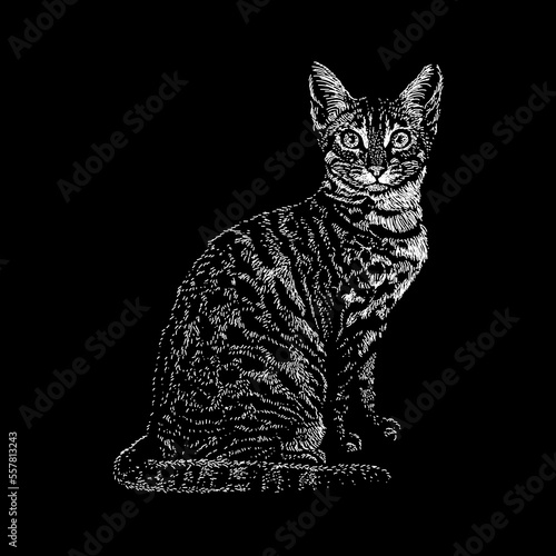 Fotografie Egyptian Mau hand drawing vector isolated on black background.