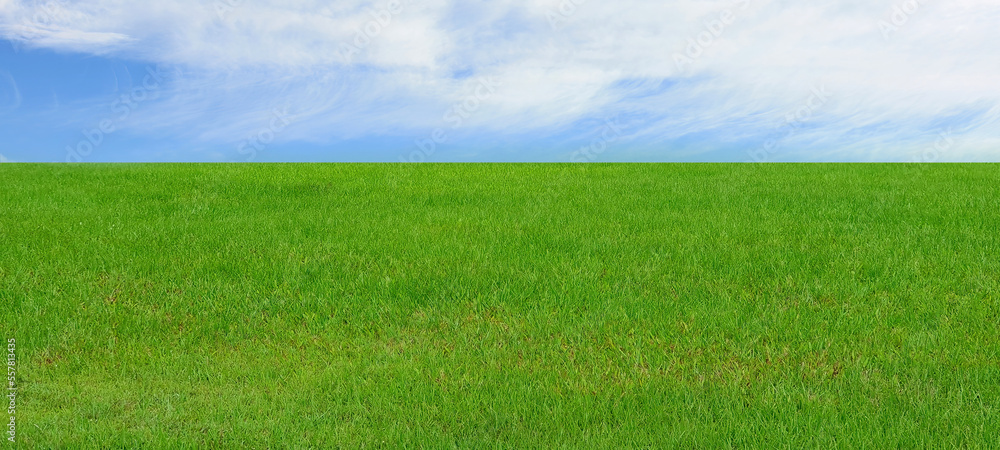 foreground of green grass in park with blue sky