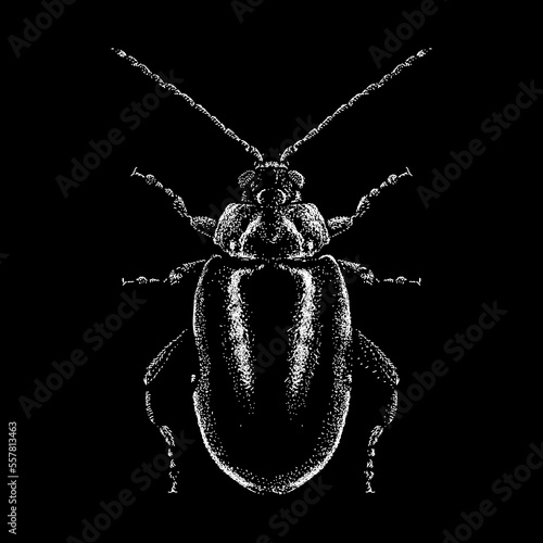 Flea Beetle hand drawing vector isolated on black background.