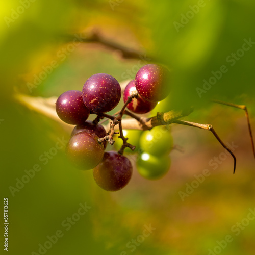 muscat grapes on the vine with a smooth green bokeh background.  mature and immature purple and green grapes.  Harvest at the vineyard.
