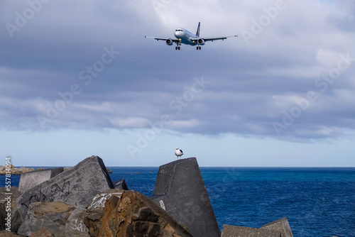 fighter, aircraft and seagull - New Zealand Wellington