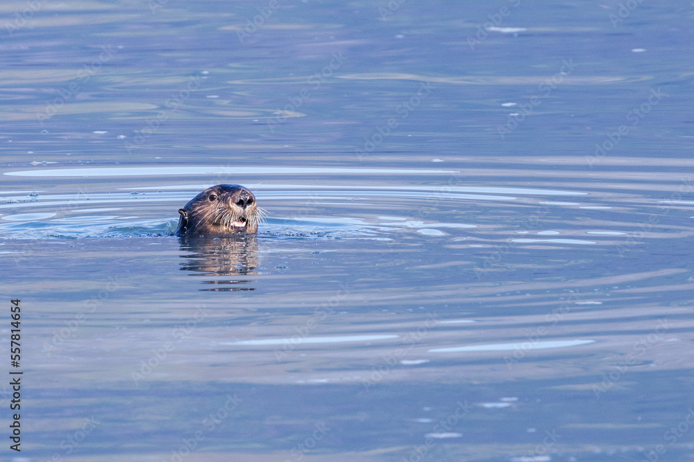 Fototapeta premium dog in water