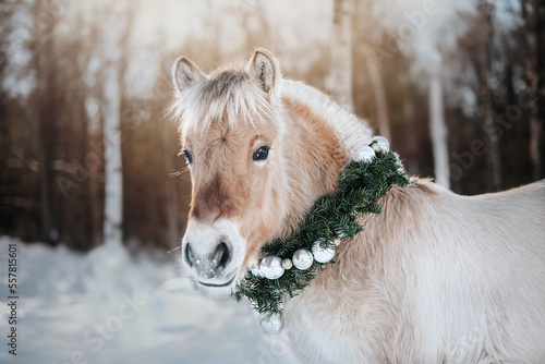 Foto Norwegian Fjord Horse