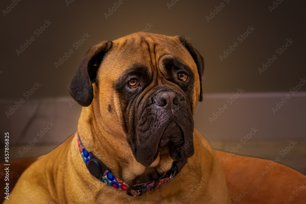 2022-12-28 BULLMASTIFF SITTING IN A BED IN AHOME WITH NICE EYES AND A BLURRY BACKGROUND 2022-12-28 BULLMASTIFF SITTING IN A BED IN AHOME WITH NICE EYES AND A BLURRY BACKGROUND