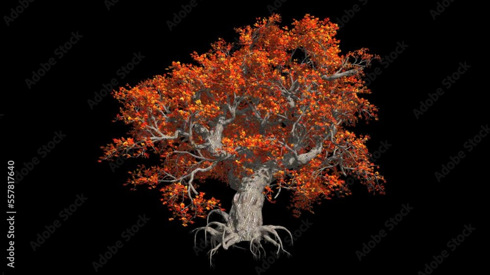 Tree with autumn crown and thick root system Tree with autumn crown and thick root system