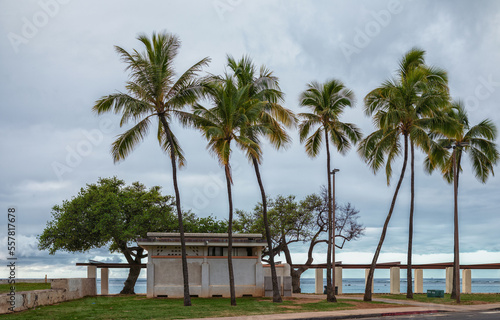 Tropical Beach in Hawaii with Green Coconut Palm Trees.