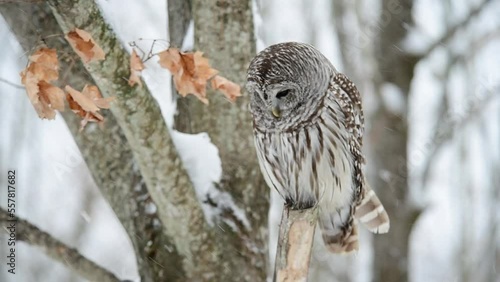 Barred Owl Snowy Scene