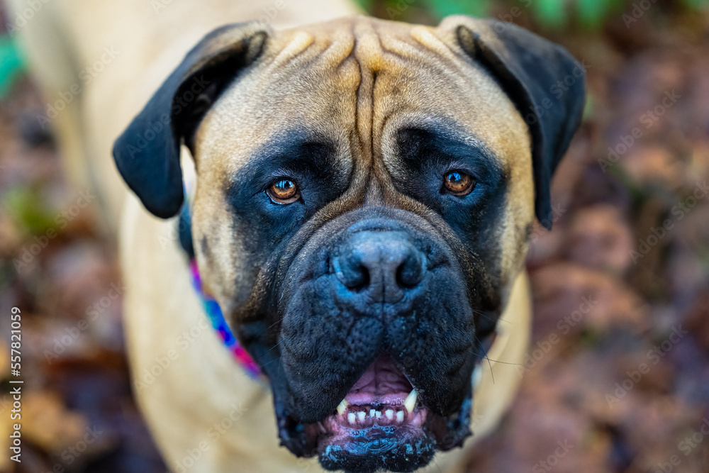 Fototapeta premium 2022-12-30 CLOSE UP OF A BULLMASTIFF LOOKING UP SLIGHTLY WITH NICE EYES AND A BLURRY BACKGROUND