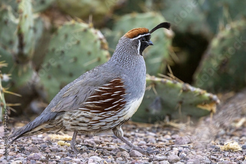 quail in a desert scene 