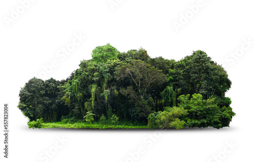 group green tree isolate on white background. Cutout tree line. Row of green trees and shrubs in summer isolated on white background. ForestScene. High quality clipping mask. Forest and green foliage.