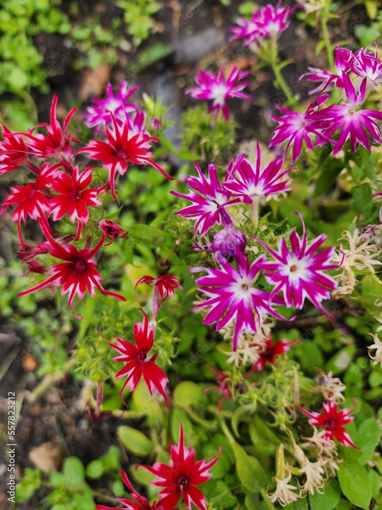 Little Flowers in the Garden Little Flowers in the Garden