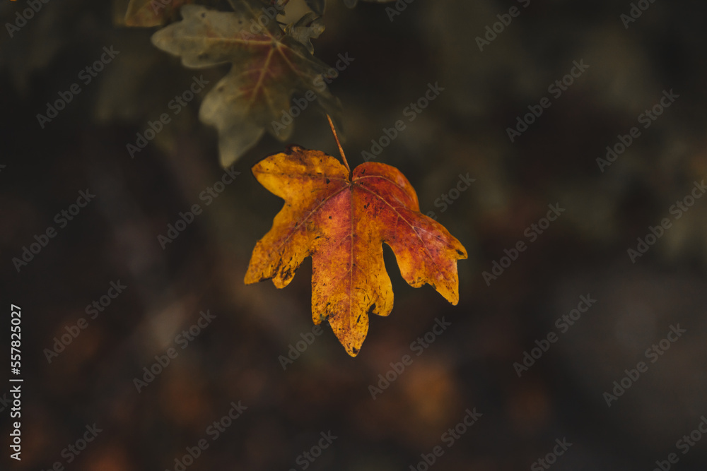 Farbe des Herbstes Farbe des Herbstes
