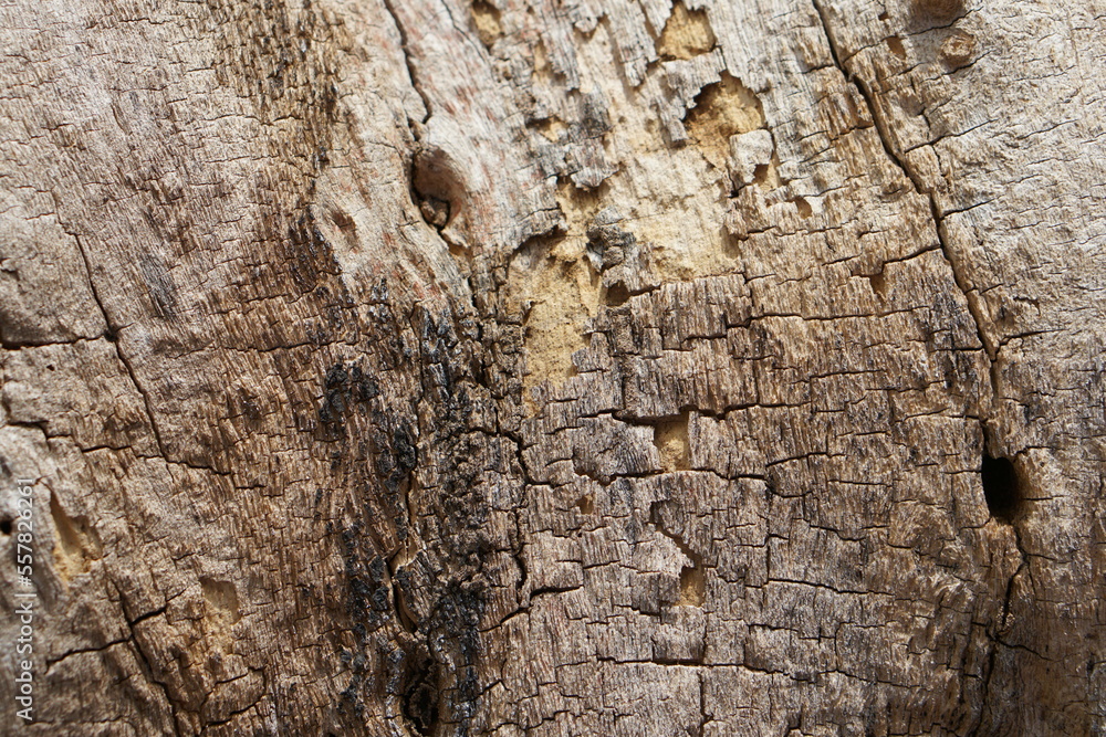 natural cracked bark pattern background natural cracked bark pattern background