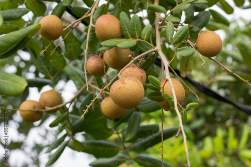 selective focus Bunches of longan fruit of longan garden