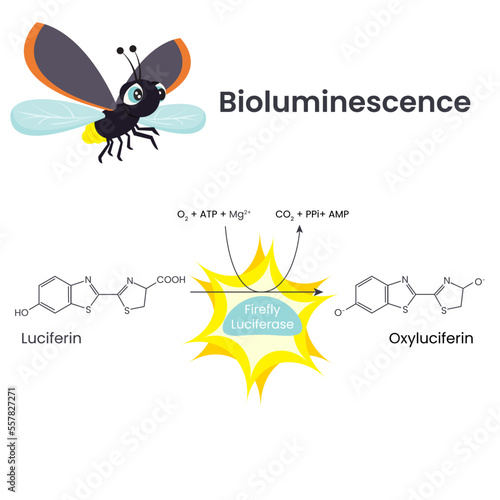 Bioluminescence Chemical Reaction scientific illustration vector diagram photo