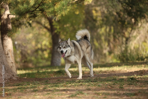 Husky puppy 