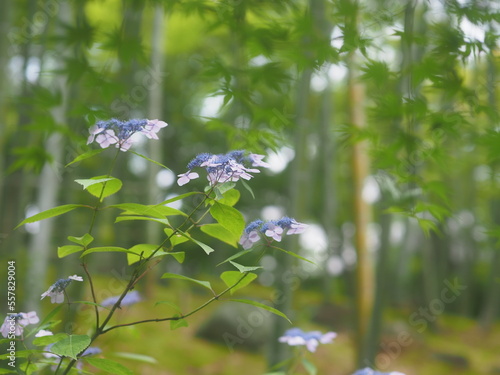 竹林に咲いている花
