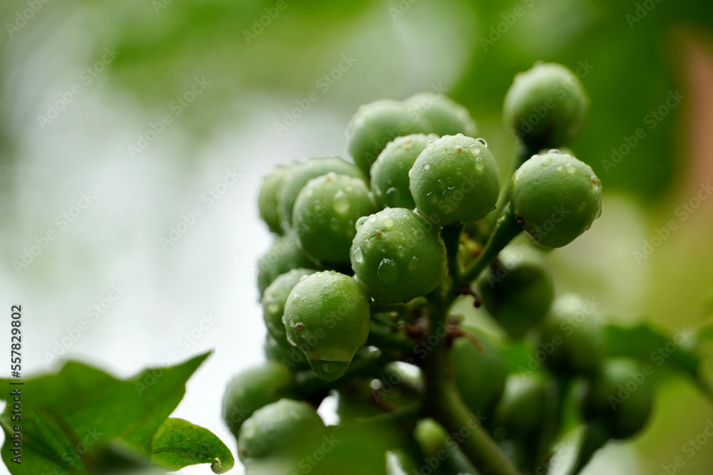 Turkey berries on a branch. Bunch of green Turkey berries grown in a plant with raindrops. Turkey berries on a branch. Bunch of green Turkey berries grown in a plant with raindrops.