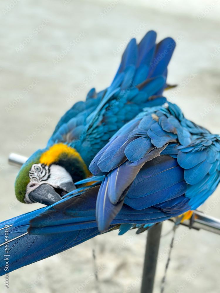 Obraz premium Colorful parrots couple in the wild on the beach in Maldives 