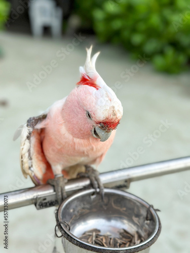 Colorful parrots couple in the wild on the beach in Maldives 