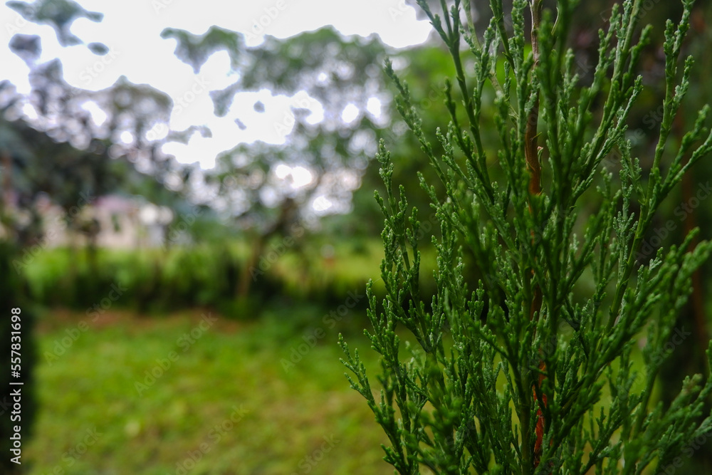 Green prickly branches of a fur-tree or pine. Fluffy fir tree branch close up. background blur Green prickly branches of a fur-tree or pine. Fluffy fir tree branch close up. background blur