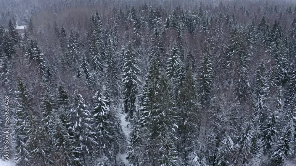 Flying forward with a drone over a forest with treetops and branches covered in frost and snow in a snowy cold winter. Top view of pine trees with treetops covered with snow Flying forward with a drone over a forest with treetops and branches covered in frost and snow in a snowy cold winter. Top view of pine trees with treetops covered with snow