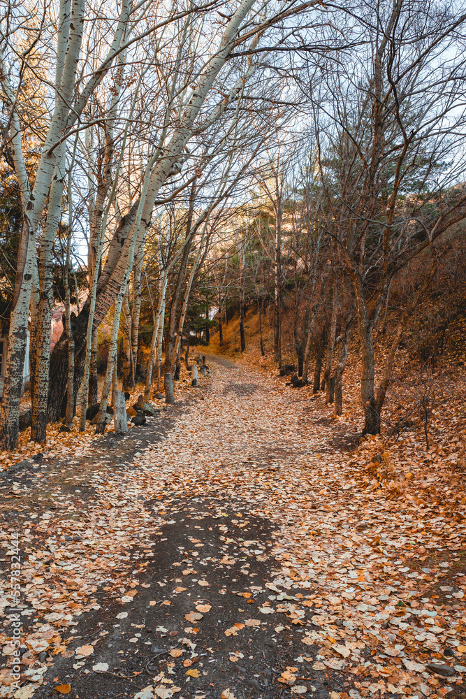 View of path and orange leaves. Autumn concept. View of path and orange leaves. Autumn concept.