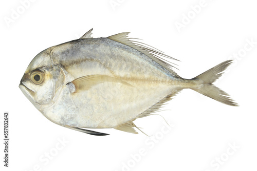 Threadfin pompano fish isolated on white background photo