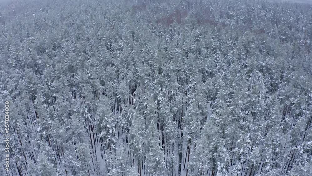 Young pine forest covered with snow view from the treetops on a frosty winter day. Drone point of view, General plan. Young pine forest covered with snow view from the treetops on a frosty winter day. Drone point of view, General plan.