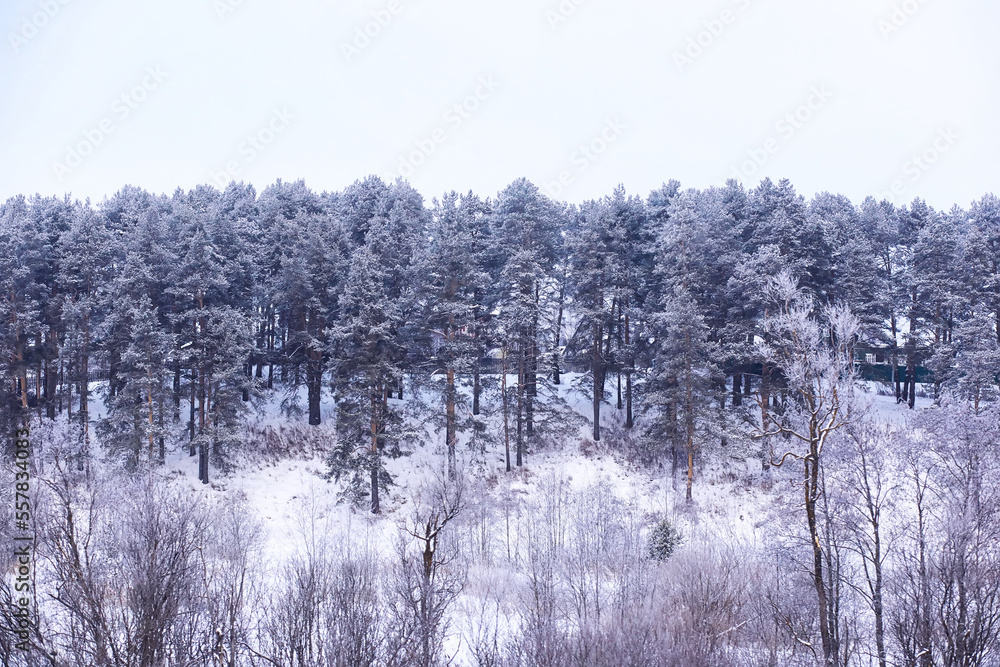 The forest is covered with snow. Frost and snowfall in the park. Winter snowy frosty landscape. The forest is covered with snow. Frost and snowfall in the park. Winter snowy frosty landscape.