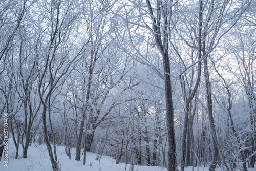 冬の景色 霧氷