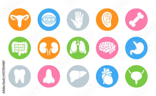 Set of human organs. Brain, tooth, ear, intestines, stomach, nose, liver, bladder, heart, bone, hand, kidneys, lungs, eyeball icons. Human organ icons